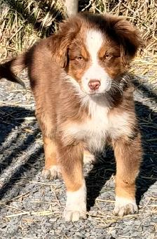 Chiots Bergers Australiens - Photo 2