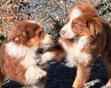 Chiots Bergers Australiens - Photo 3