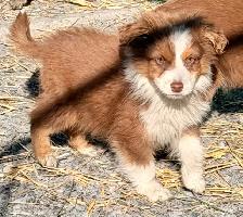 Chiots Bergers Australiens - Photo 4