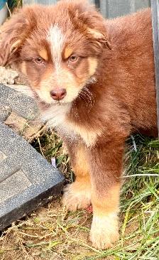 Chiots Bergers Australiens - Photo 5
