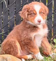 Chiots Bergers Australiens - Photo 6