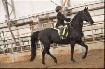 riding lessons all ages! - Photo 4