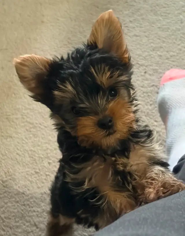 CKC Yorkshire Terrier (yorkie)