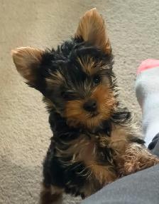 CKC Yorkshire Terrier (yorkie)