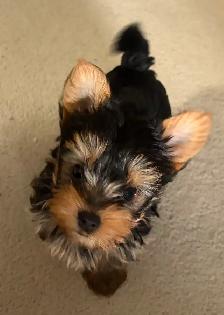 CKC Yorkshire Terrier (yorkie) - Photo 2