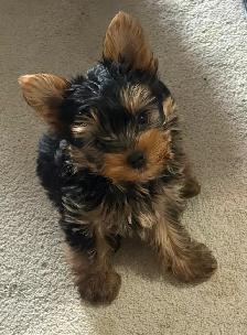 CKC Yorkshire Terrier (yorkie) - Photo 3