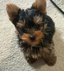 CKC Yorkshire Terrier (yorkie) - Photo 4