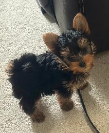 CKC Yorkshire Terrier (yorkie) - Photo 5