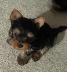 CKC Yorkshire Terrier (yorkie) - Photo 6