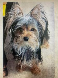 CKC Yorkshire Terrier (yorkie) - Photo 7