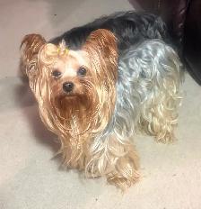 CKC Yorkshire Terrier (yorkie) - Photo 8