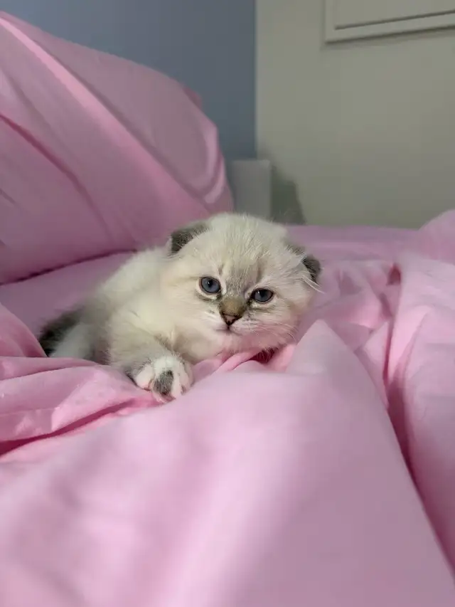 Ragdoll × Scottish Fold Kitten