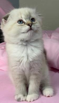 Ragdoll × Scottish Fold Kitten - Photo 2