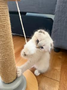 Ragdoll × Scottish Fold Kitten - Photo 3