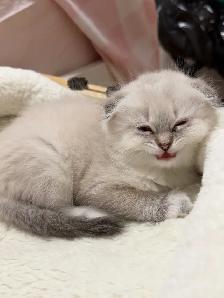 Ragdoll × Scottish Fold Kitten - Photo 5