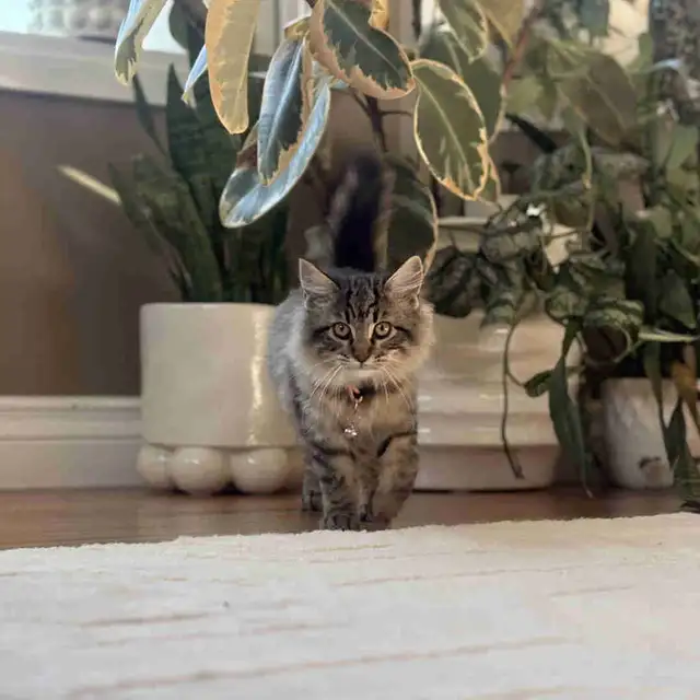 Docile Friendly Female Kitten