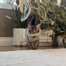 Docile Friendly Female Kitten