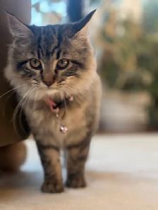 Docile Friendly Female Kitten - Photo 2