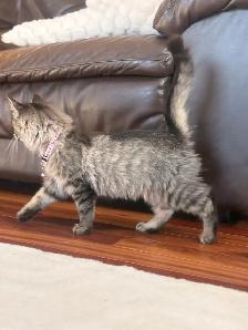 Docile Friendly Female Kitten - Photo 3