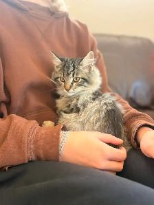 Docile Friendly Female Kitten - Photo 4