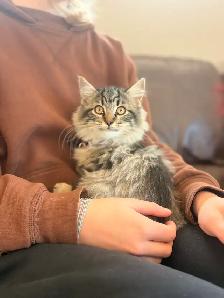 Docile Friendly Female Kitten - Photo 5