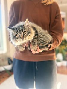 Docile Friendly Female Kitten - Photo 6