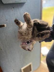 Docile Friendly Female Kitten - Photo 7