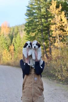 Saint Bernard puppies St. Bernard Purebred