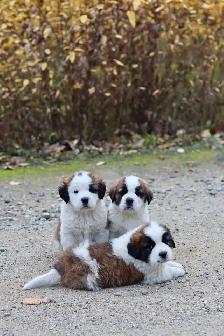 Saint Bernard puppies St. Bernard Purebred - Photo 2