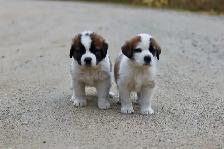 Saint Bernard puppies St. Bernard Purebred - Photo 3