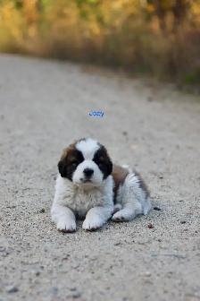 Saint Bernard puppies St. Bernard Purebred - Photo 4