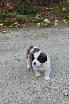 Saint Bernard puppies St. Bernard Purebred - Photo 5