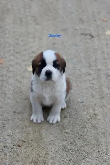 Saint Bernard puppies St. Bernard Purebred - Photo 6
