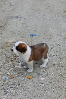 Saint Bernard puppies St. Bernard Purebred - Photo 7