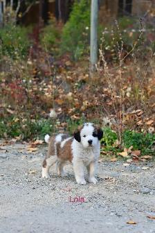 Saint Bernard puppies St. Bernard Purebred - Photo 8