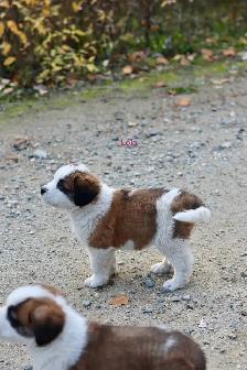 Saint Bernard puppies St. Bernard Purebred - Photo 9