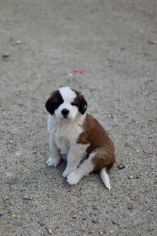 Saint Bernard puppies St. Bernard Purebred - Photo 10