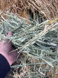 Oats green feed