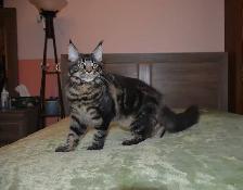 MAINE COON KITTENS - Photo 2