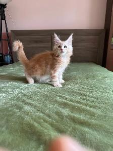 MAINE COON KITTENS - Photo 4