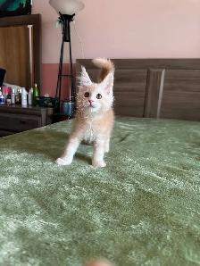 MAINE COON KITTENS - Photo 5