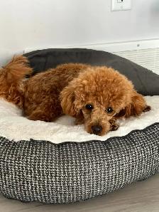 Puppies! - Photo 3