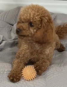 Puppies! - Photo 4