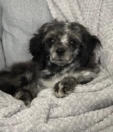 Puppies! - Photo 5