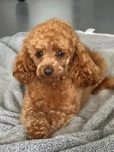 Puppies! - Photo 6