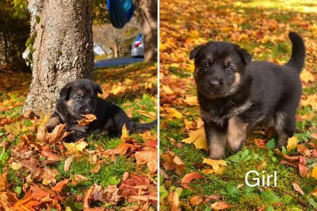 German Shepard puppies looking for loving homes