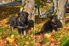 German Shepard puppies looking for loving homes - Photo 2
