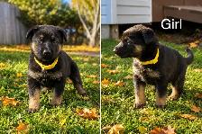 German Shepard puppies looking for loving homes - Photo 3