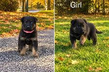 German Shepard puppies looking for loving homes - Photo 4