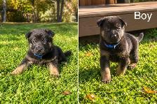 German Shepard puppies looking for loving homes - Photo 5